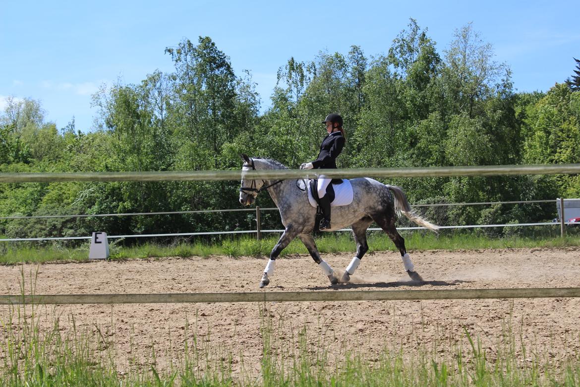 Anden særlig race Leonardo Søblink (Leo) billede 5