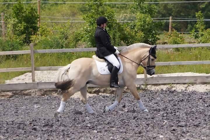 Fjordhest Bastian - Eor karantæne stævne juni 15 billede 18