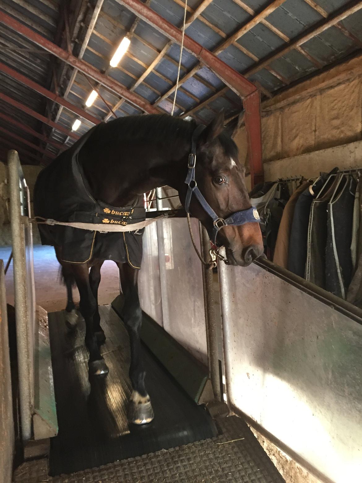 Dansk Varmblod Logo's Duchette billede 12