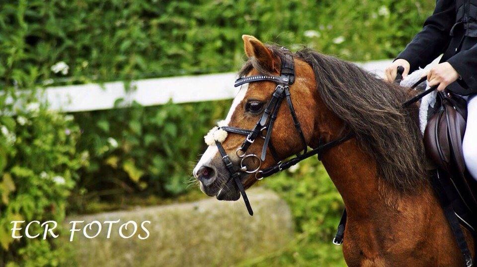 Welsh Mountain (sec A) Stendyssens Suprise Susapi billede 4