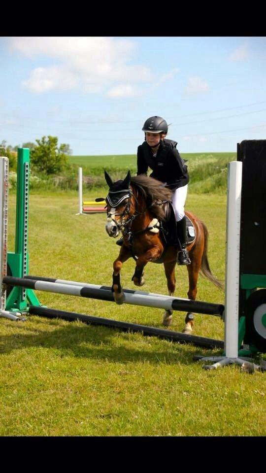 Welsh Mountain (sec A) Stendyssens Suprise Susapi billede 15