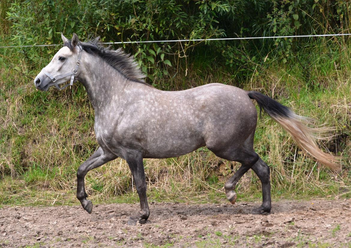 DSP Lykkebo Darleen billede 41