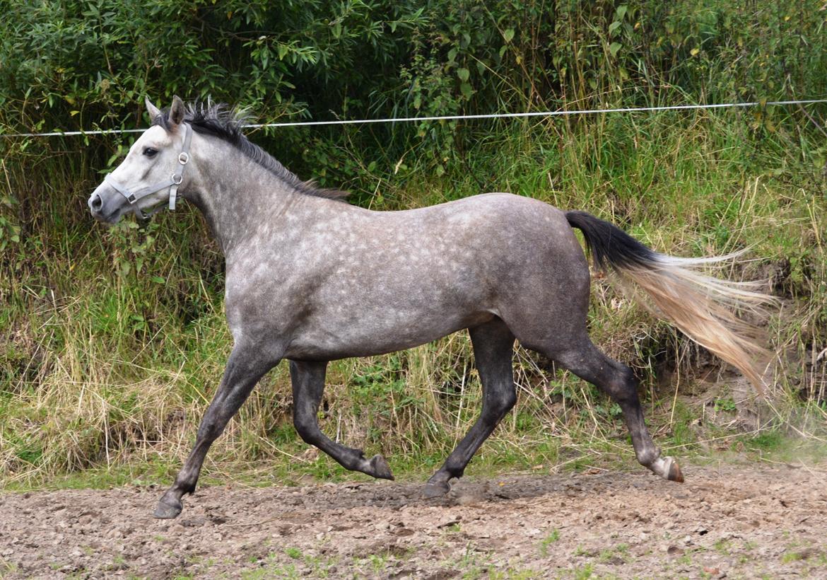 DSP Lykkebo Darleen billede 40