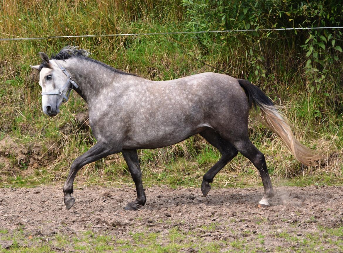 DSP Lykkebo Darleen billede 42