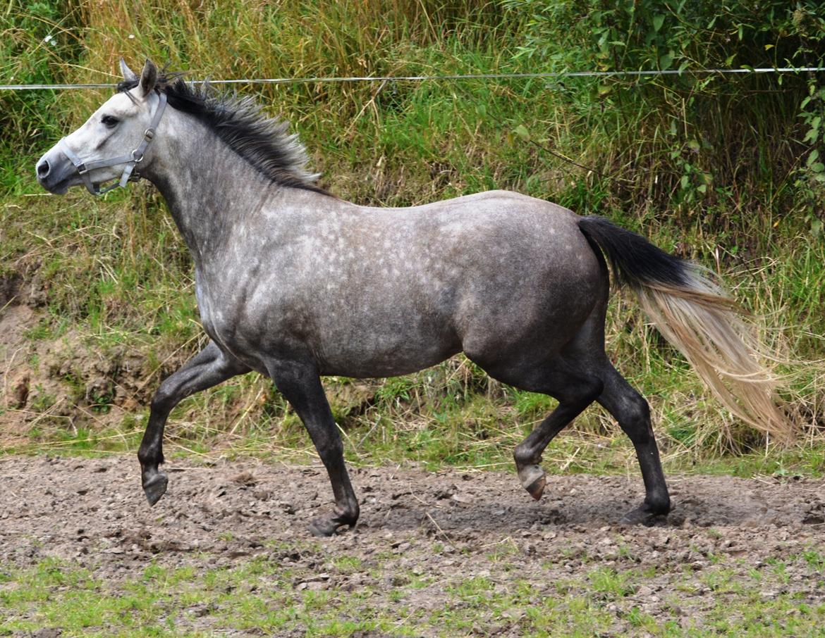 DSP Lykkebo Darleen billede 44