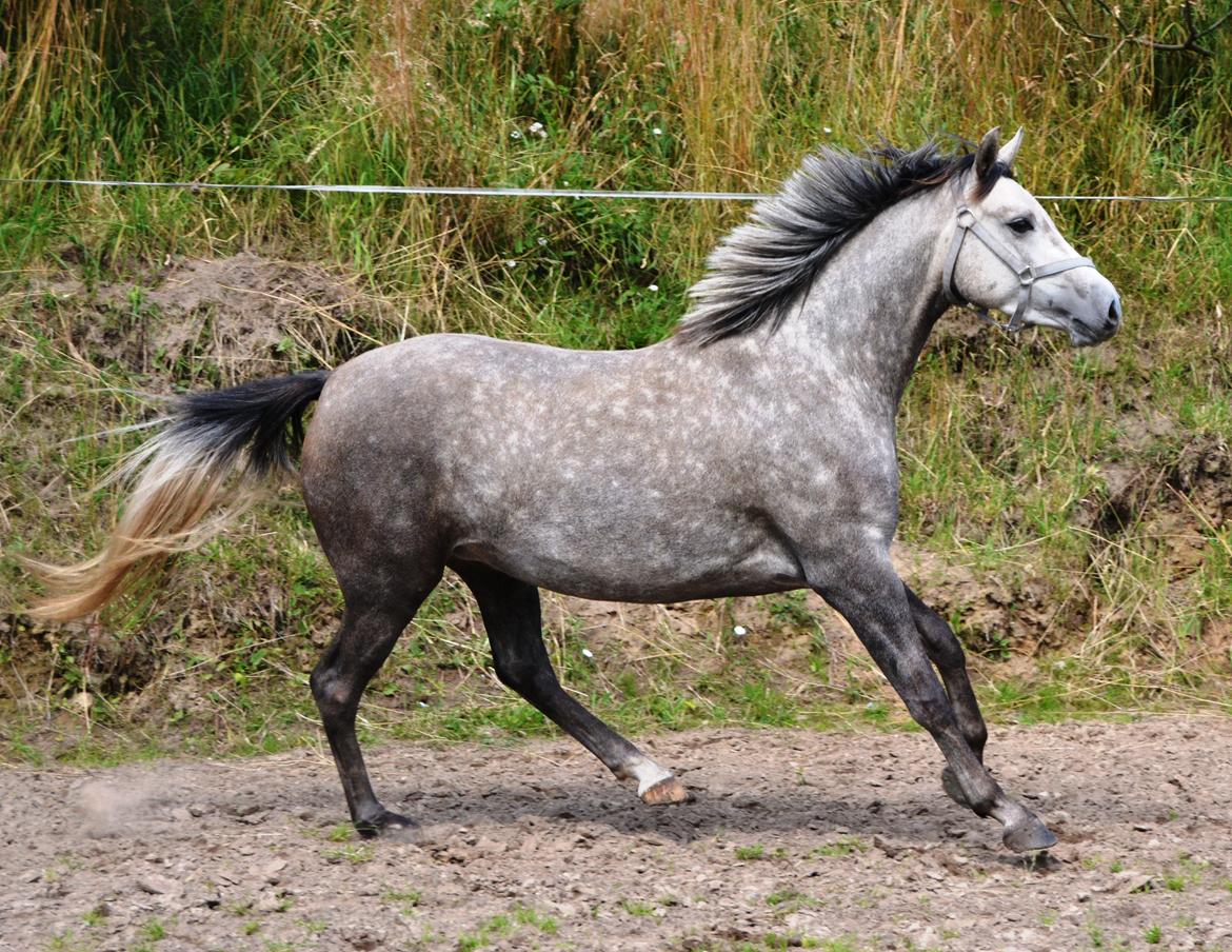 DSP Lykkebo Darleen billede 43