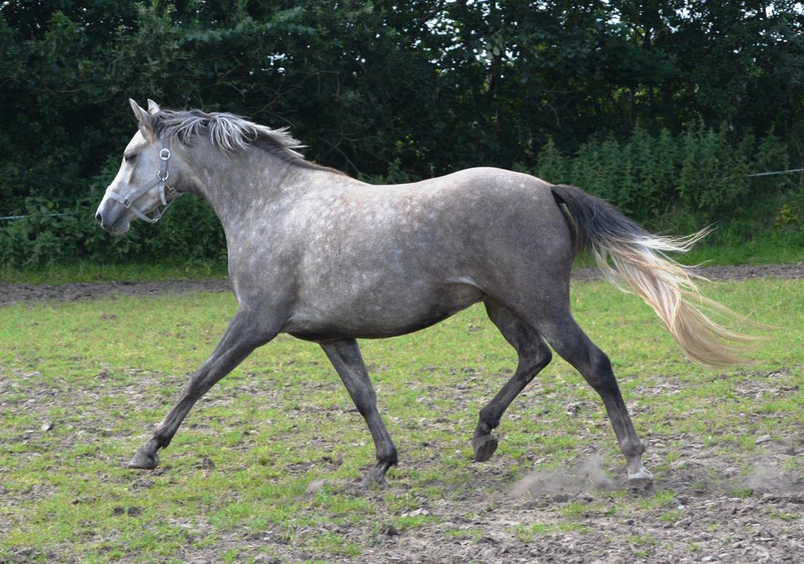 DSP Lykkebo Darleen billede 45