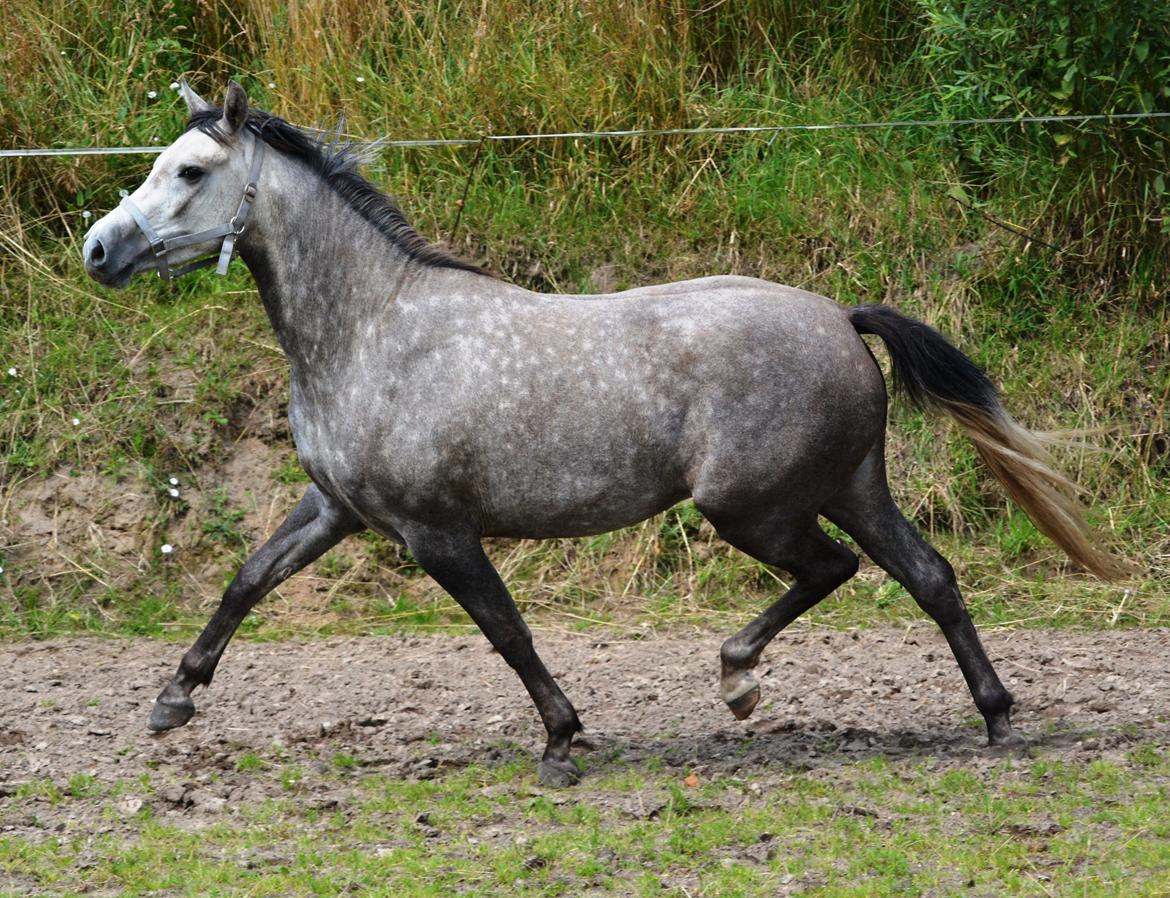 DSP Lykkebo Darleen billede 46
