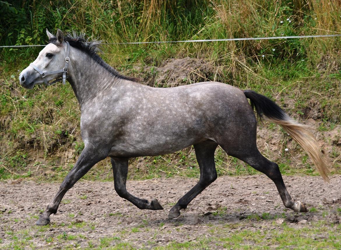 DSP Lykkebo Darleen billede 47