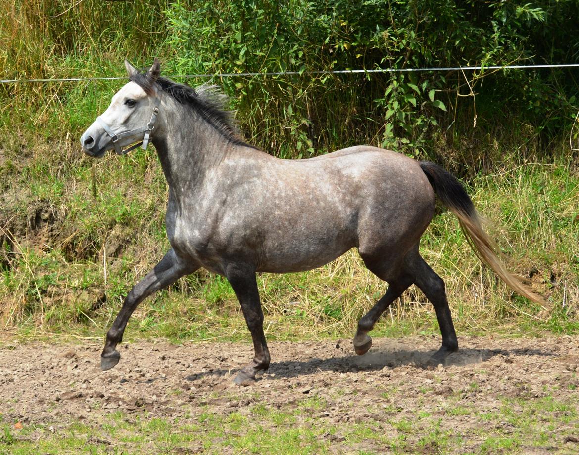 DSP Lykkebo Darleen billede 48