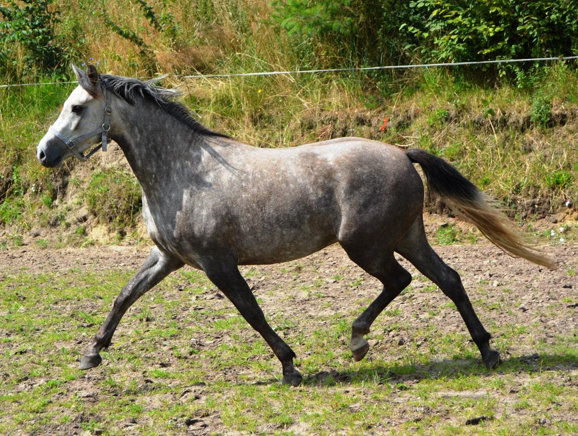 DSP Lykkebo Darleen billede 49