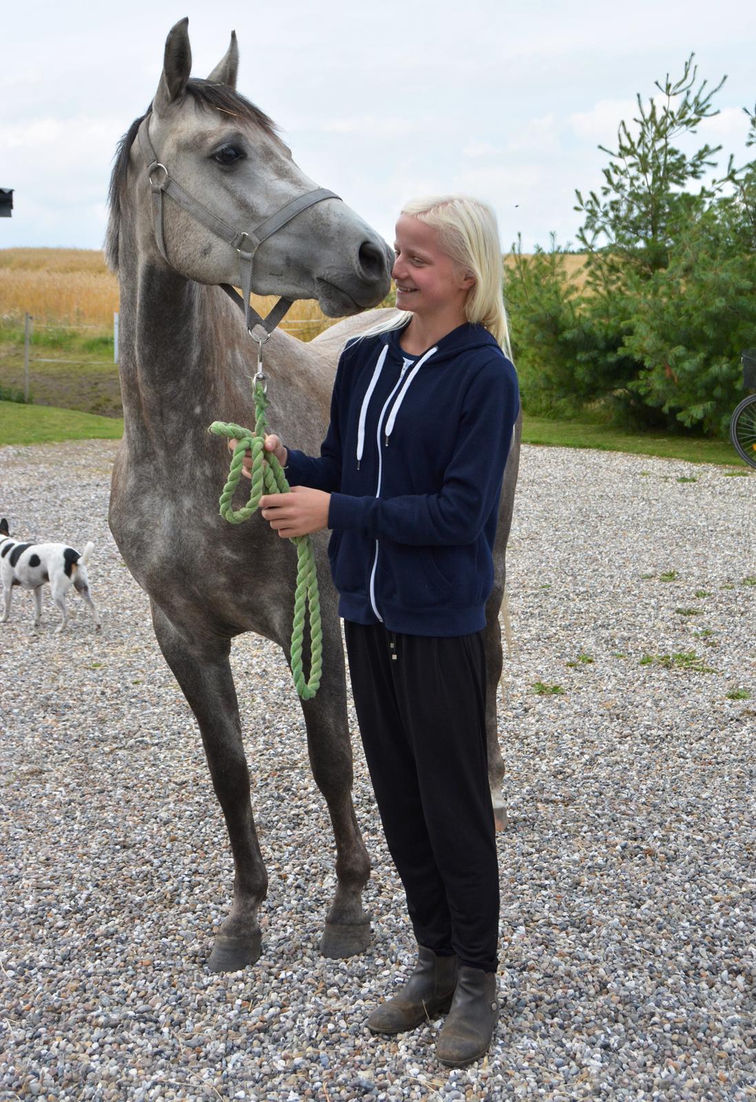 DSP Lykkebo Darleen billede 50