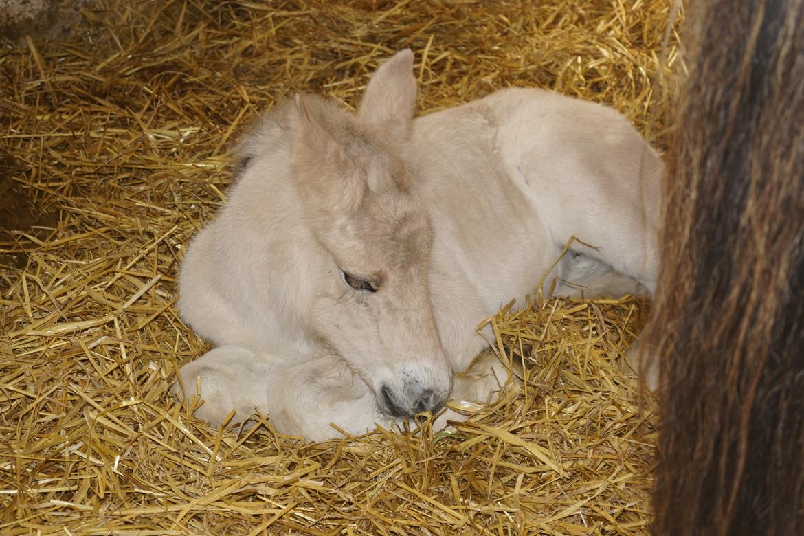 Fjordhest Ørvads aika billede 2