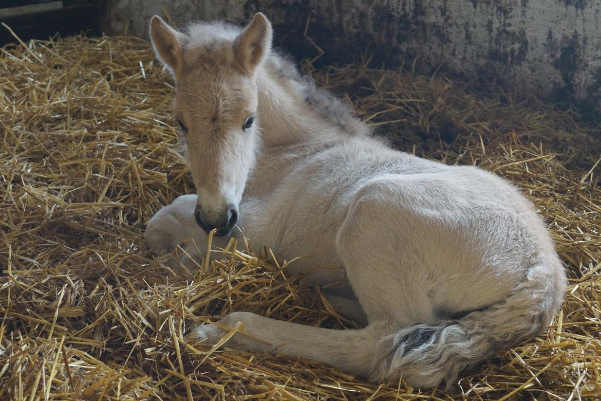 Fjordhest Ørvads aika billede 1