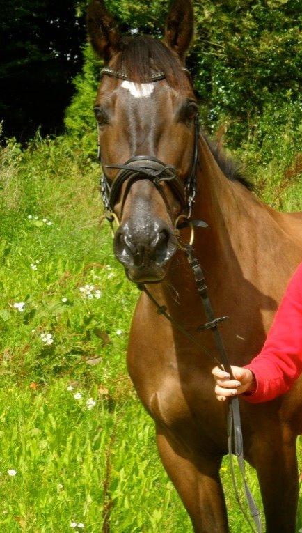 Dansk Varmblod Caruso (SOLGT)  - Bassemand billede 14