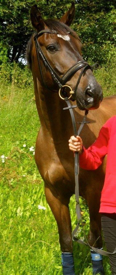 Dansk Varmblod Caruso (SOLGT)  - Jeg elsker dig billede 13