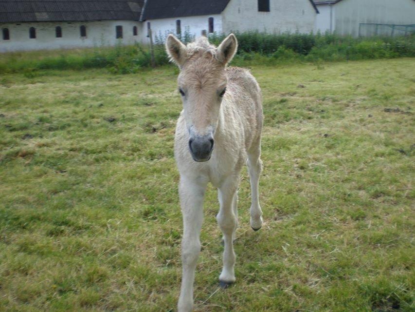 Fjordhest Ellegaards Tundra billede 13