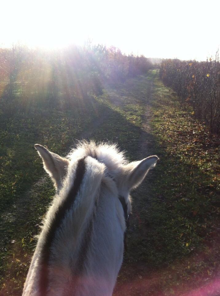 Fjordhest Fie billede 19