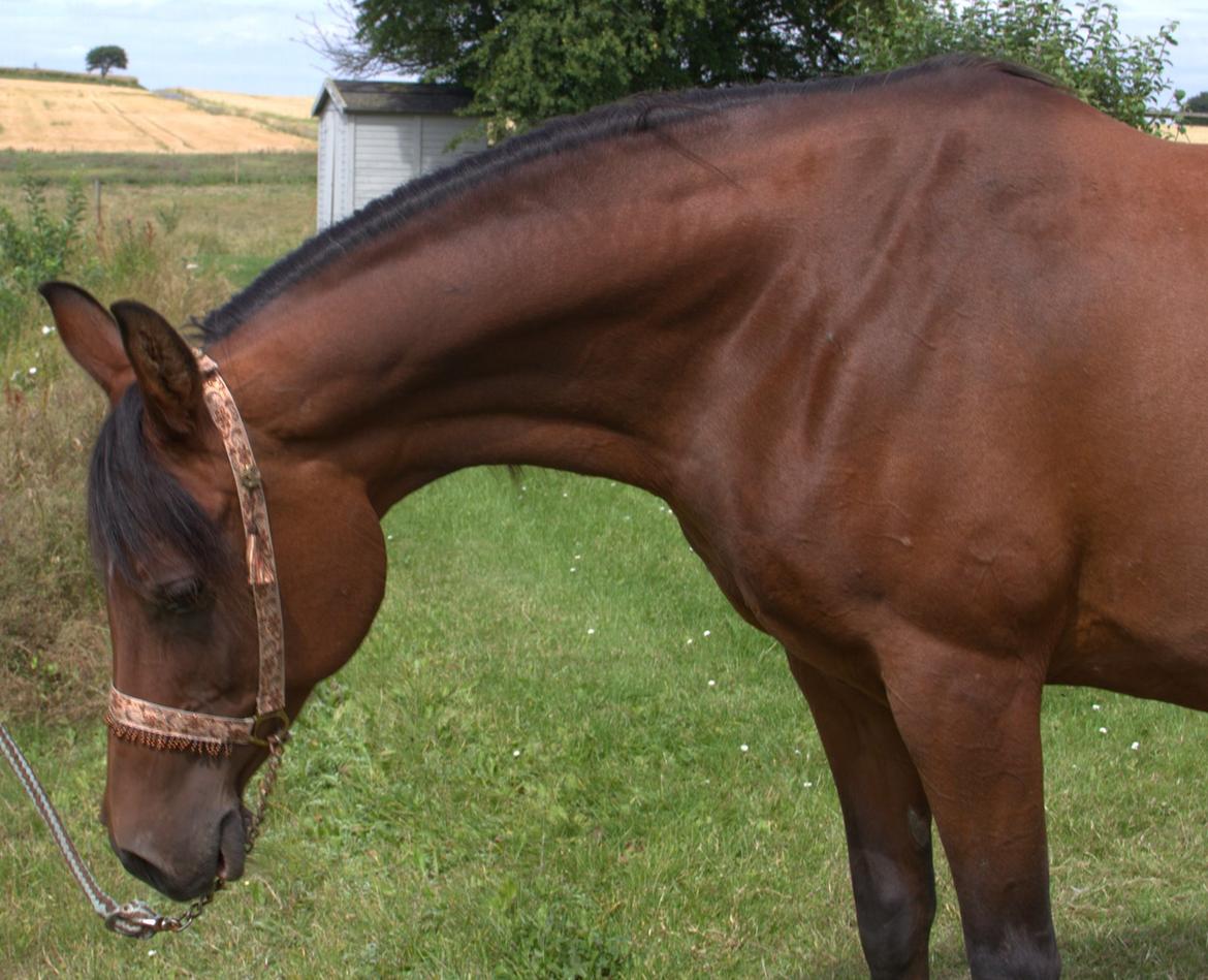 Arabisk fuldblod (OX) Gorisa solgt billede 2