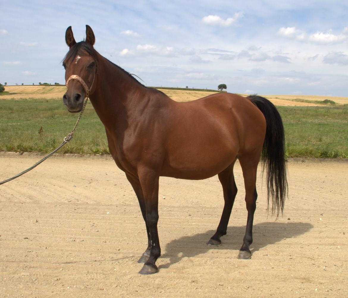 Arabisk fuldblod (OX) Gorisa solgt billede 3