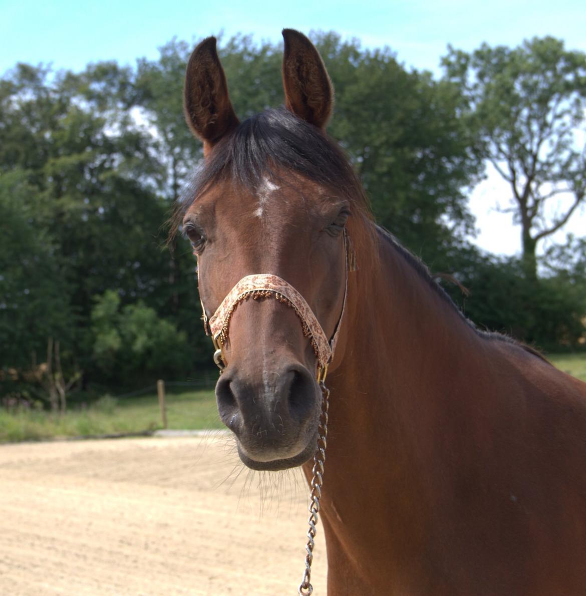 Arabisk fuldblod (OX) Gorisa solgt billede 4