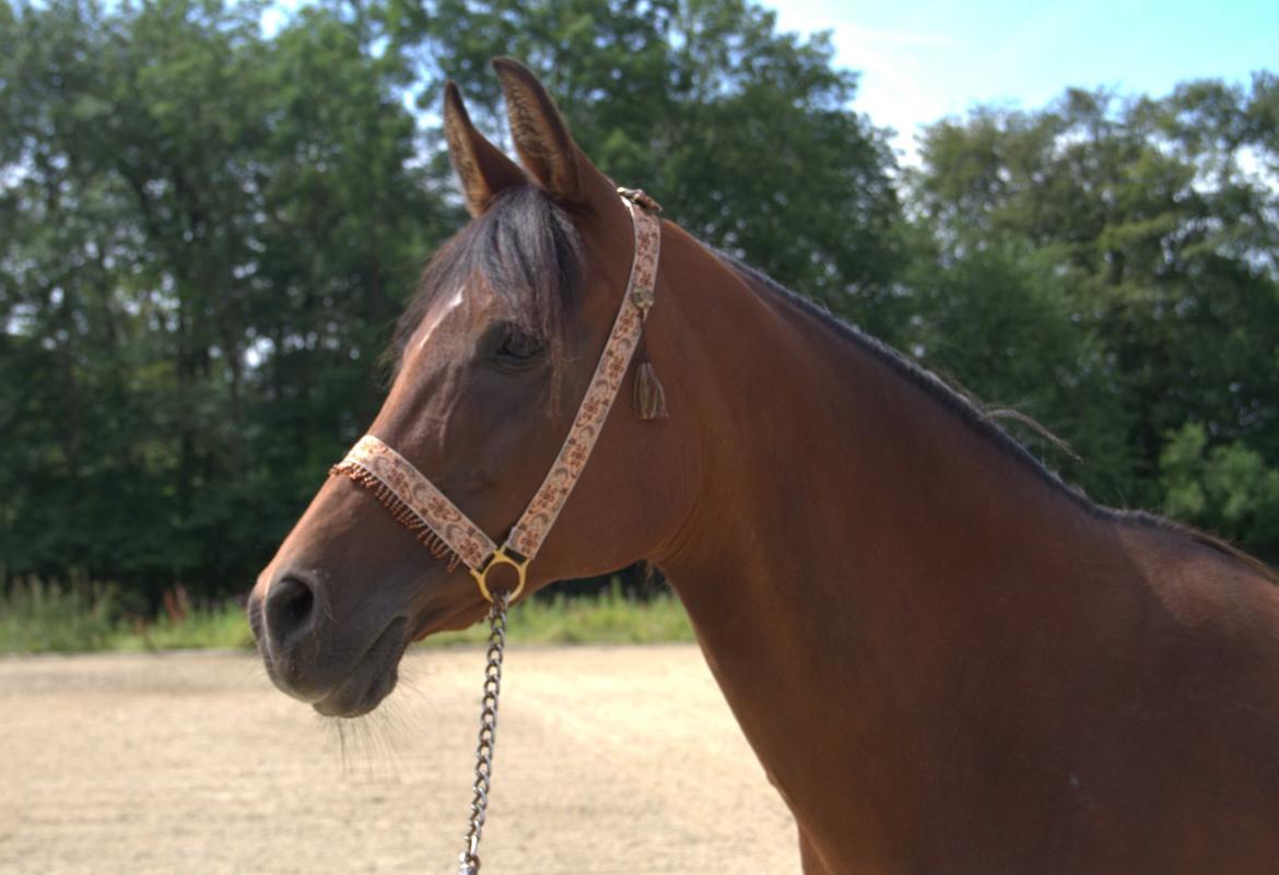 Arabisk fuldblod (OX) Gorisa solgt billede 5