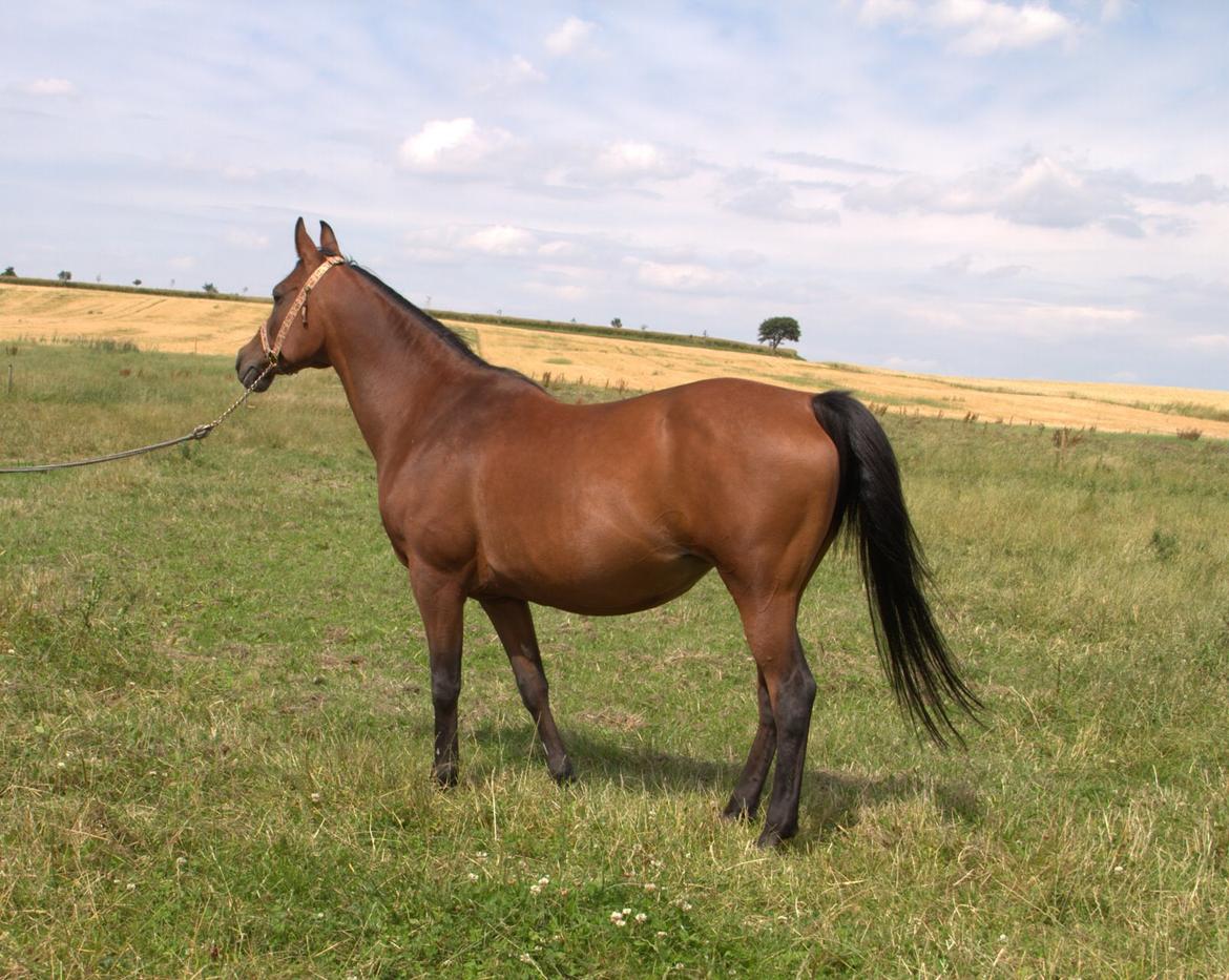 Arabisk fuldblod (OX) Gorisa solgt billede 6