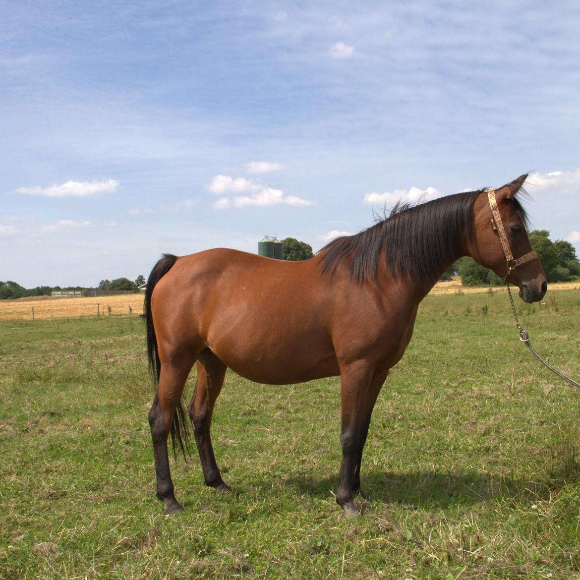 Arabisk fuldblod (OX) Gorisa solgt billede 7