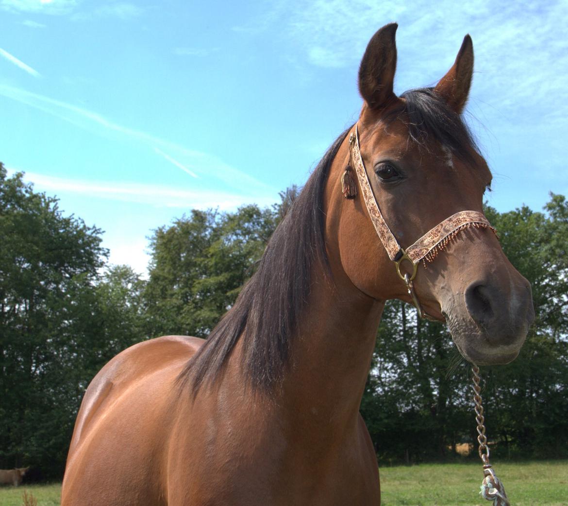 Arabisk fuldblod (OX) Gorisa solgt billede 9