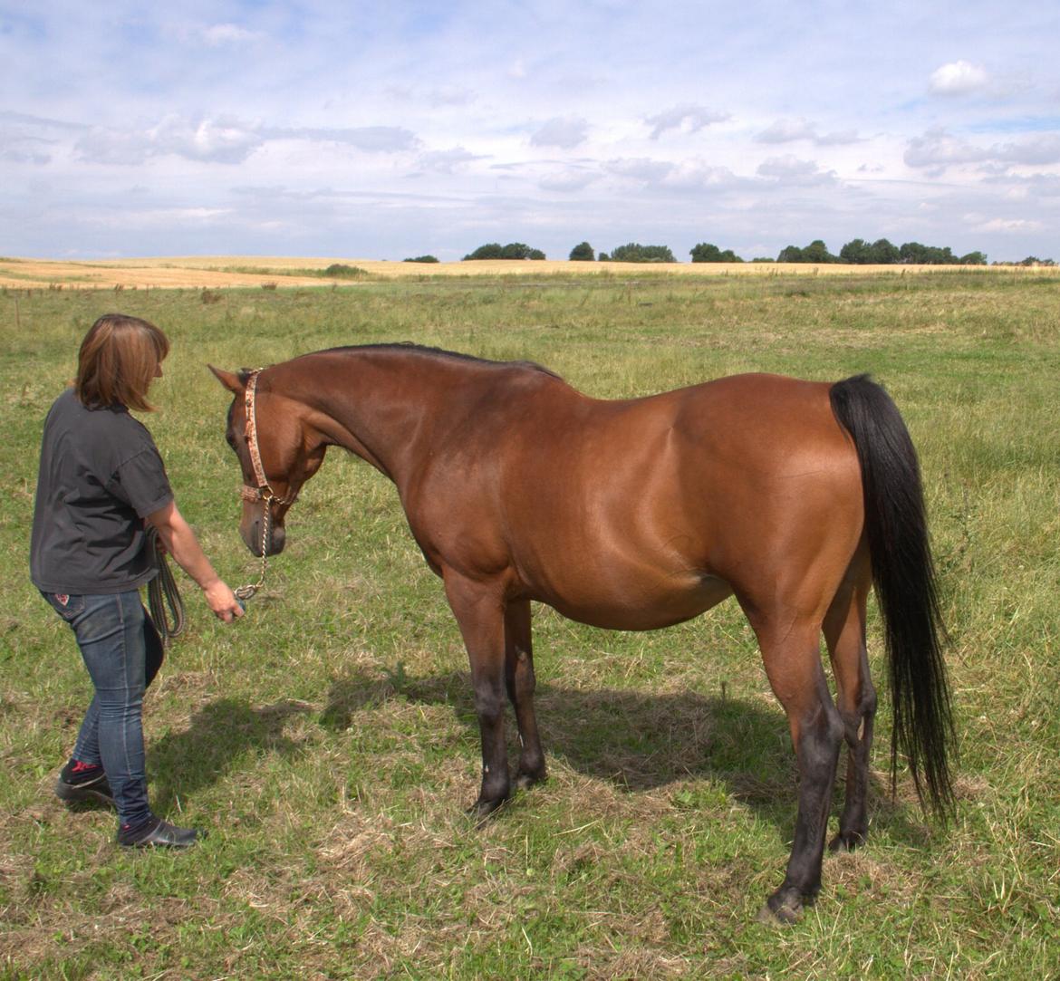Arabisk fuldblod (OX) Gorisa solgt billede 10