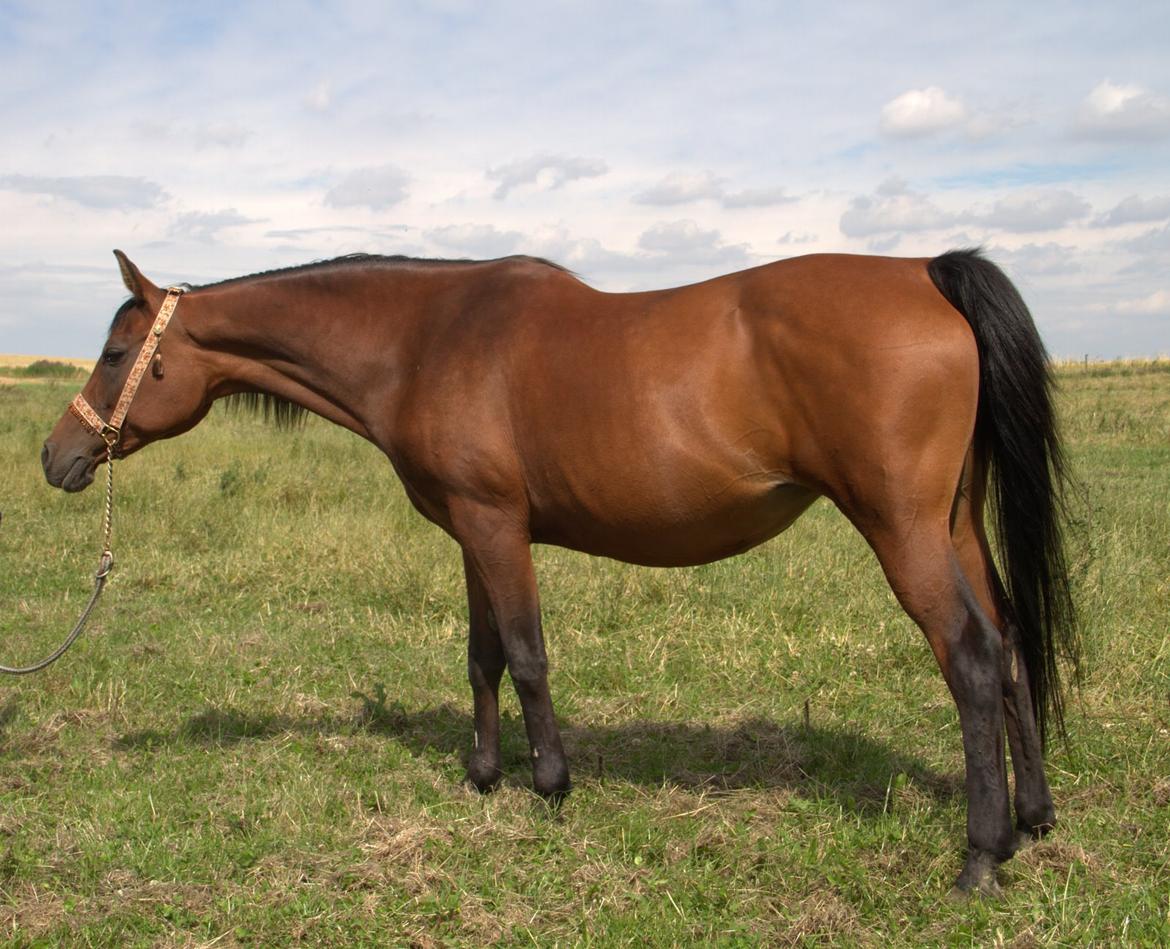 Arabisk fuldblod (OX) Gorisa solgt billede 11