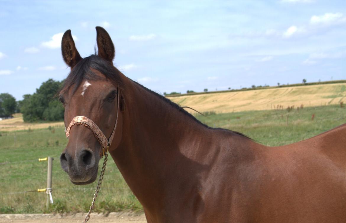 Arabisk fuldblod (OX) Gorisa solgt billede 8