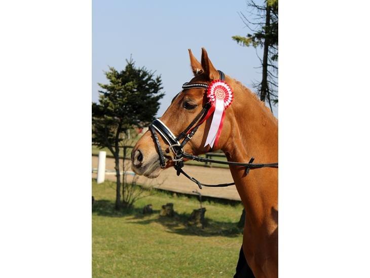 Tysk Sportspony Coccolina De Luxe B-pony  - Two hearts, one dream - Lindgreen Photography  billede 15