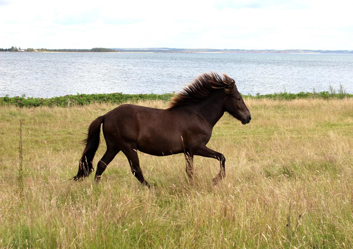 Islænder Eygló Fra Rørsgaard - 2 års tølthest :) billede 1