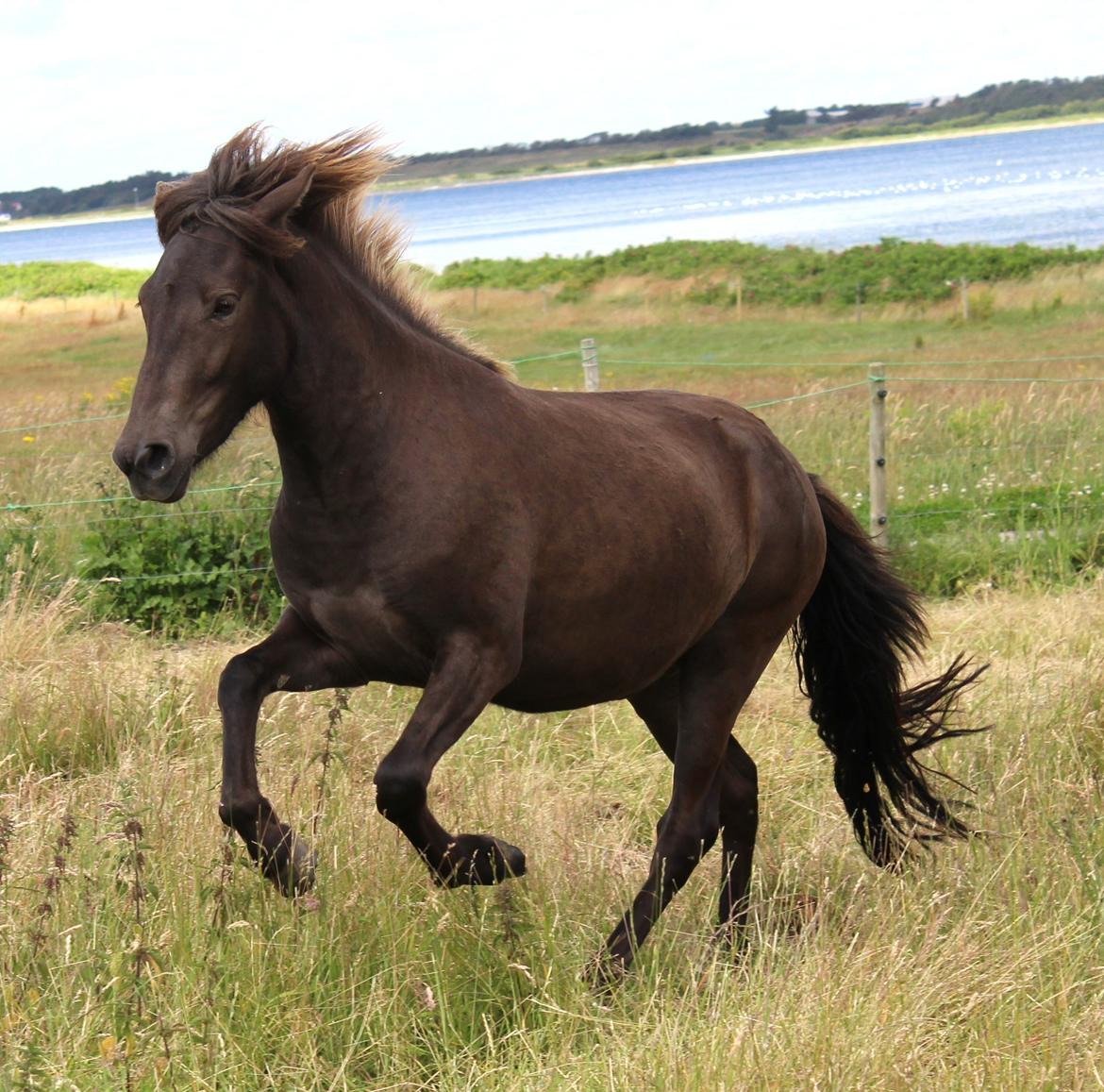 Islænder Eygló Fra Rørsgaard - 2 år, og hun begynder at ligne en rigtig hest nu :) billede 2