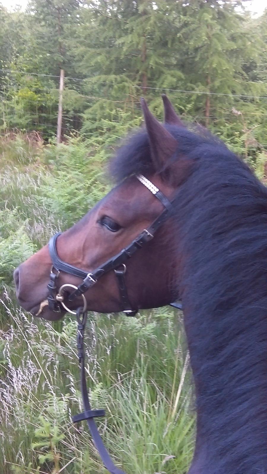 New Forest Vestergaards Wendy billede 6