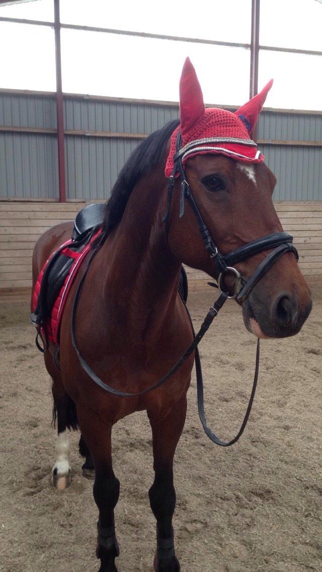 Tysk Sportspony Capper billede 17