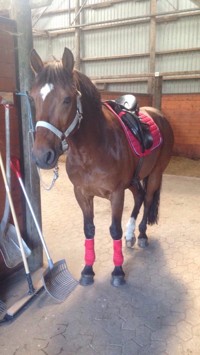 Tysk Sportspony Capper billede 18