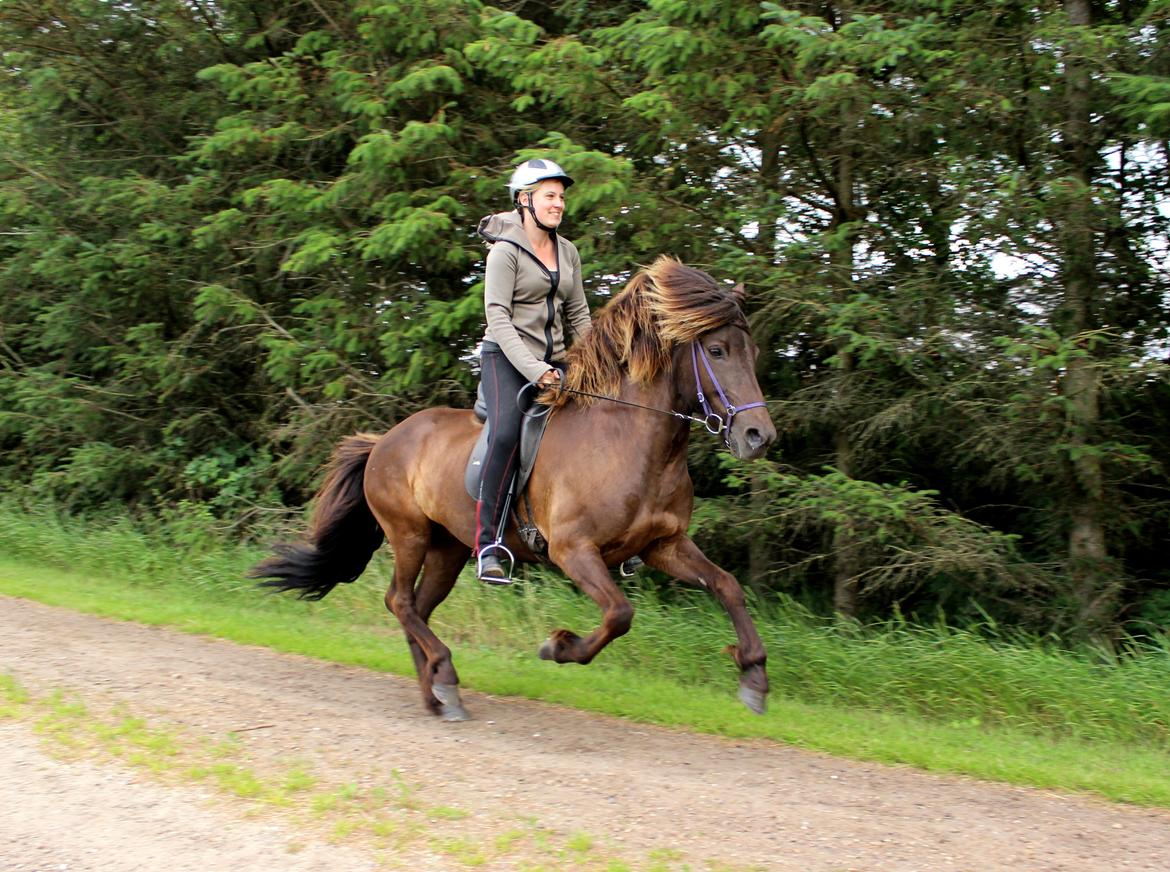 Islænder Ösp frá Ey I billede 4