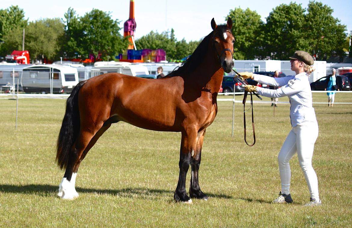 Welsh Cob (sec D) Abergavenny dylan - 5. Juni 2015. Roskilde Dyrskue!  billede 15