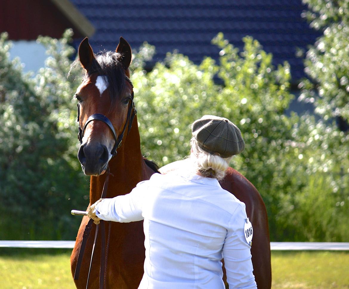 Welsh Cob (sec D) Abergavenny dylan - 5. Juni 2015. Roskilde Dyrskue!  billede 16