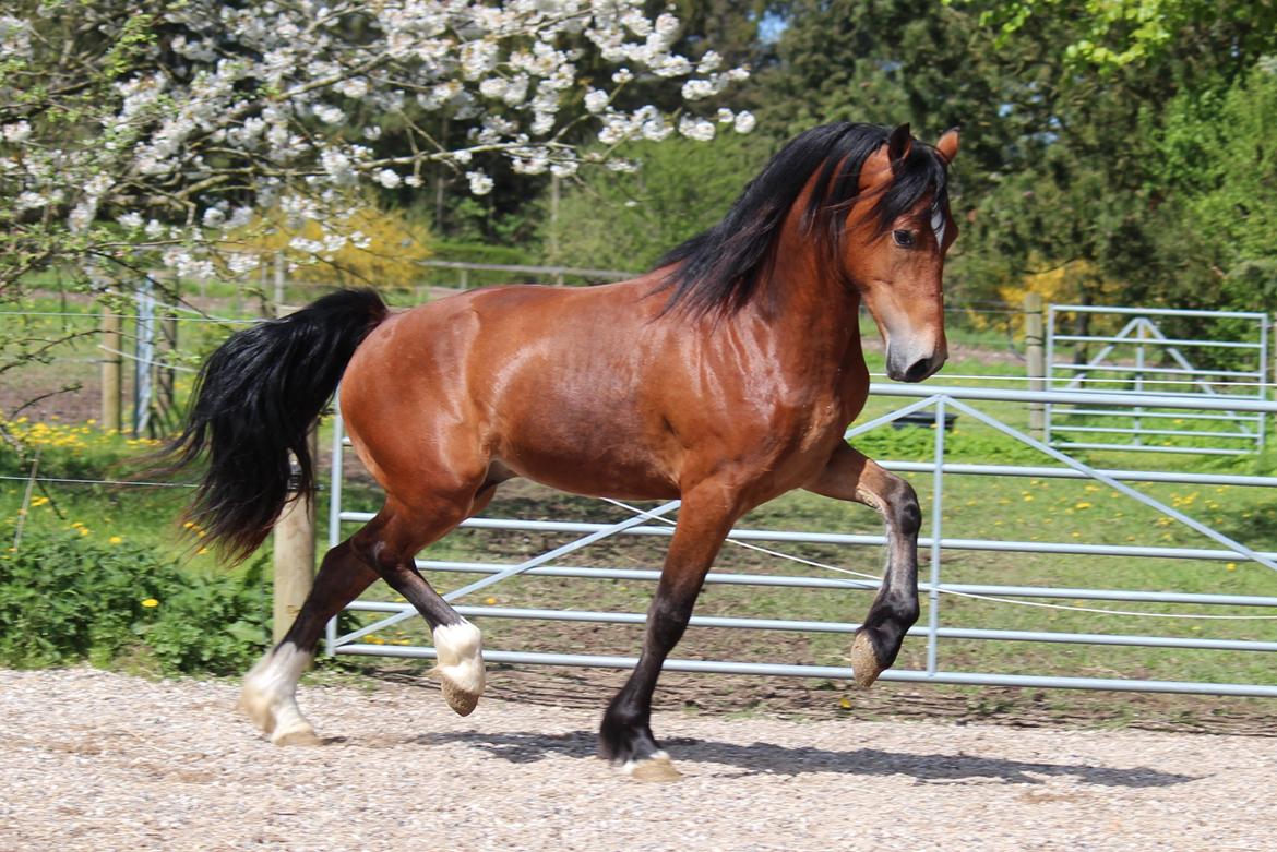 Welsh Cob (sec D) Abergavenny dylan billede 18