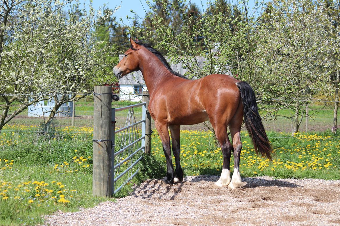 Welsh Cob (sec D) Abergavenny dylan billede 14