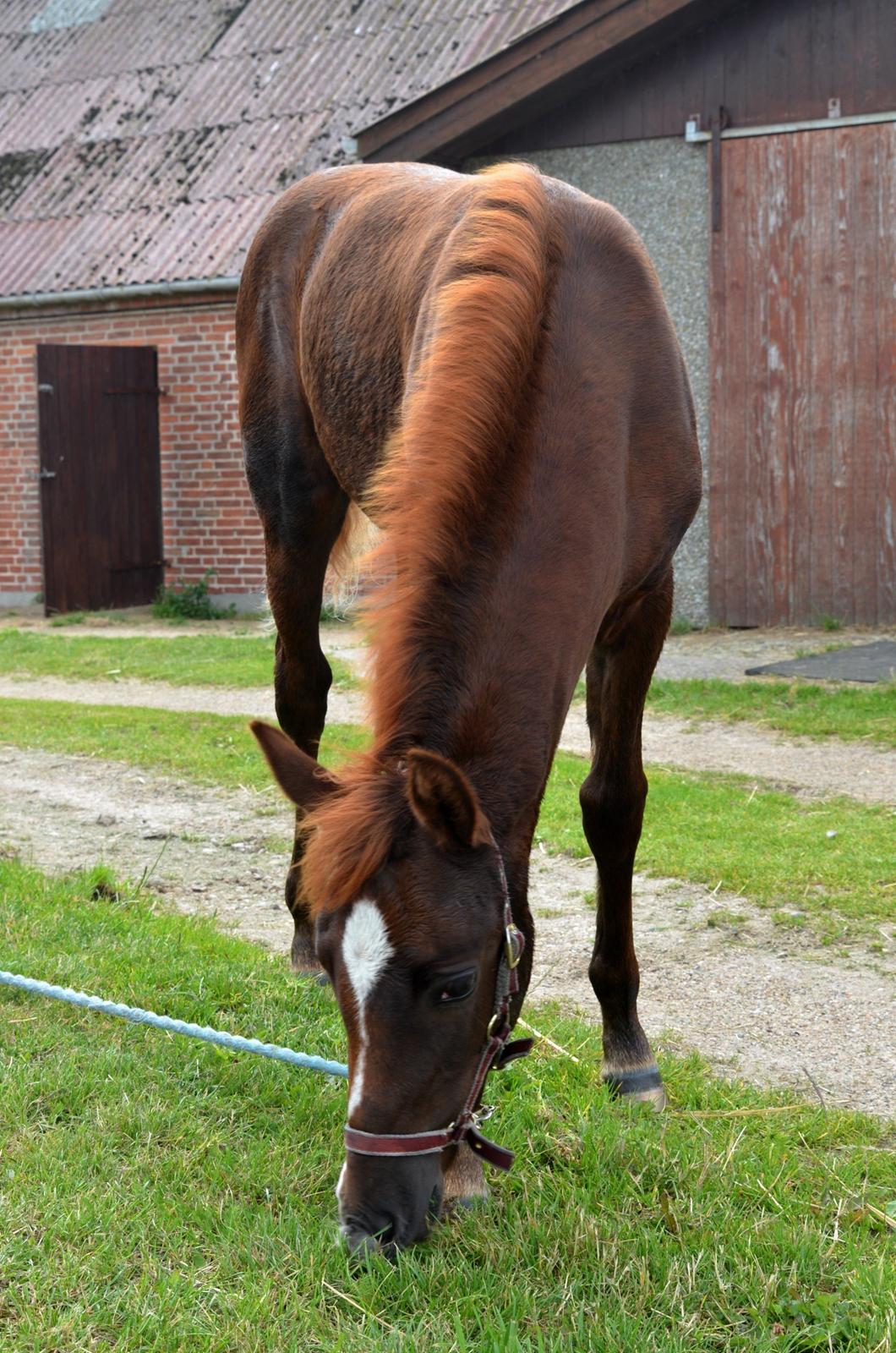 DSP Miss Liberty billede 24