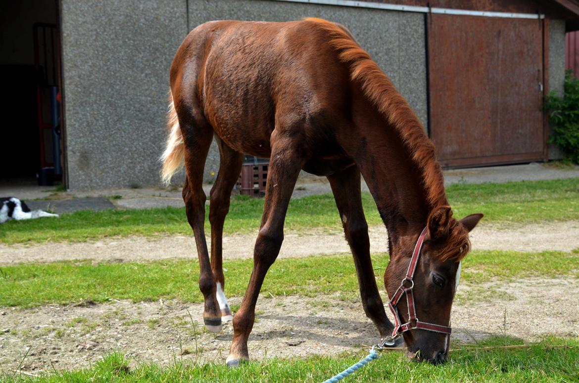 DSP Miss Liberty billede 25