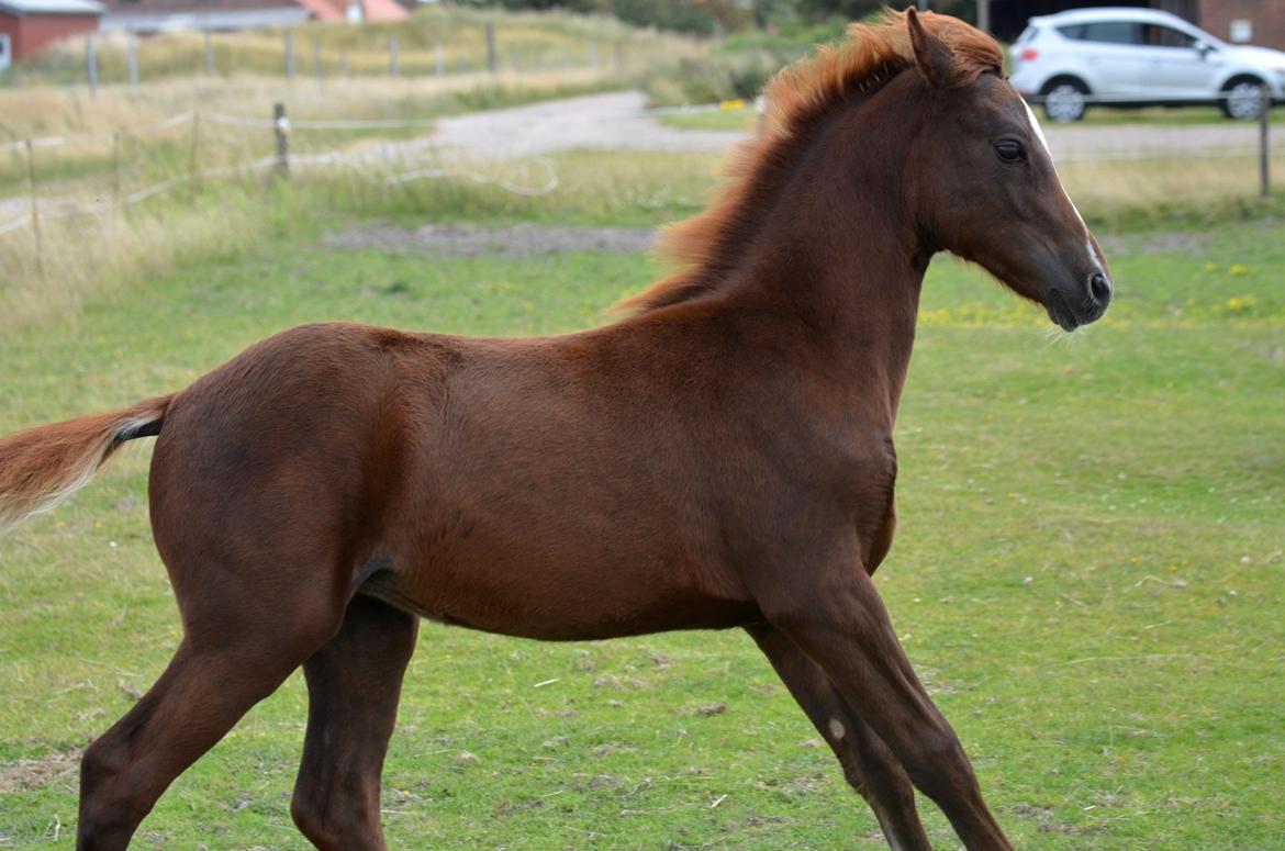 DSP Miss Liberty billede 11