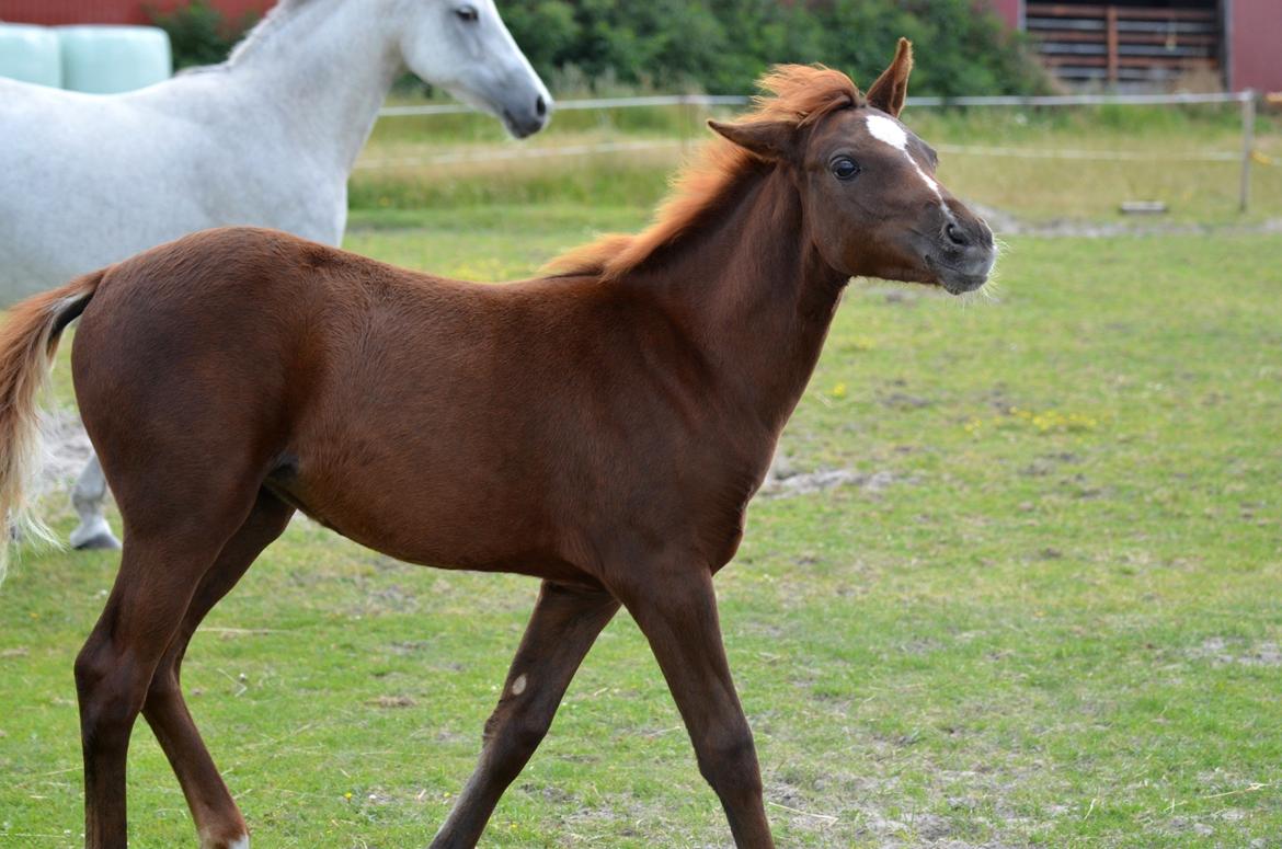 DSP Miss Liberty billede 14