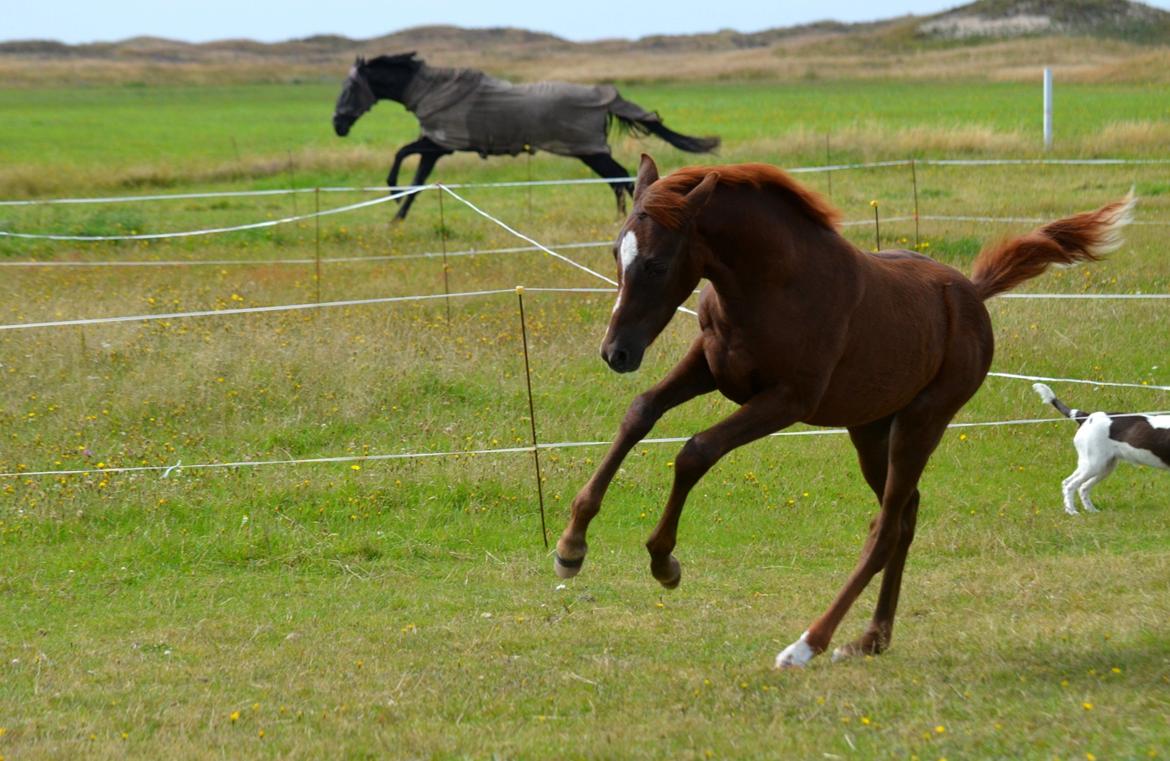 DSP Miss Liberty billede 13