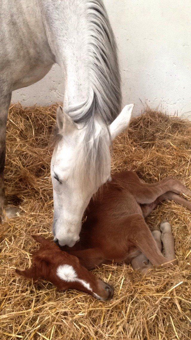 DSP Miss Liberty billede 33