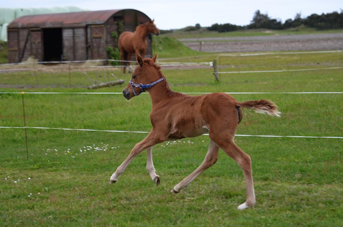 DSP Miss Liberty billede 35